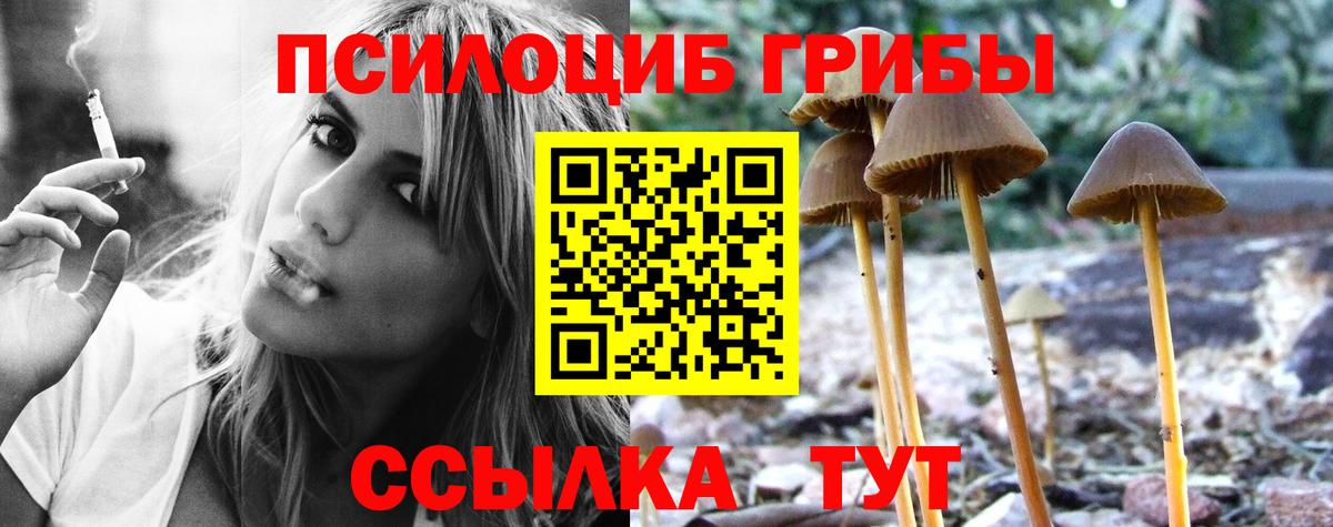 Котельники  Псилоцибиновые грибы Psilocybe  Вход с VPN  Псилоцибиновые грибы Psilocybe 